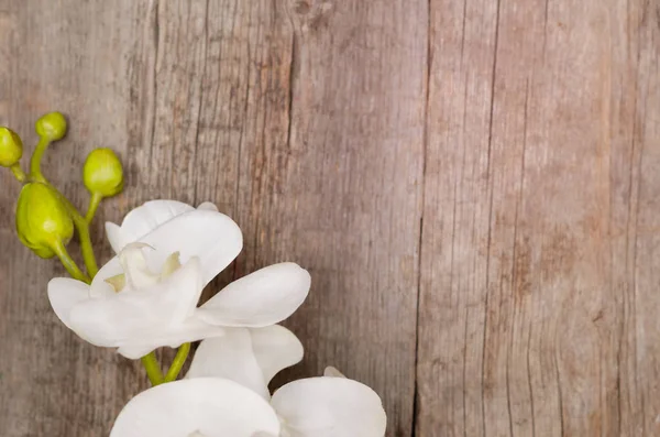 Fałszywe Biała Orchidea Podłoże Drewniane Bliska — Zdjęcie stockowe