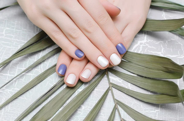 Mãos Femininas Com Design Unhas Azul Branco — Fotografia de Stock