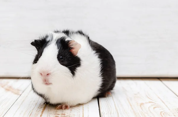 Lilla Svarta Och Vita Marsvin Vit Bakgrund — Stockfoto