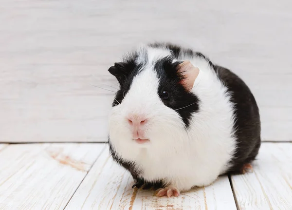 Pequeño Conejillo Indias Blanco Negro Sobre Fondo Blanco —  Fotos de Stock