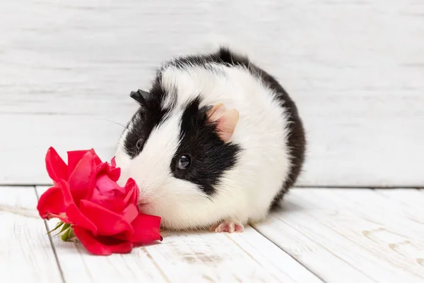 Little black and white guinea pig sniffs a rose.
