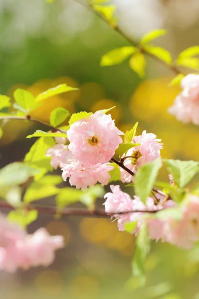 庭にピンクの木花が咲く 美しい春 — ストック写真
