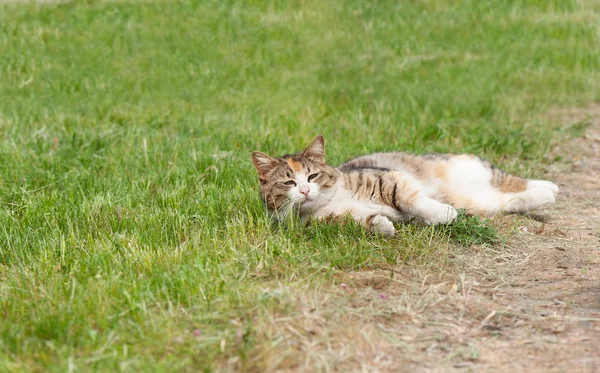 躺在绿草上的懒猫 — 图库照片