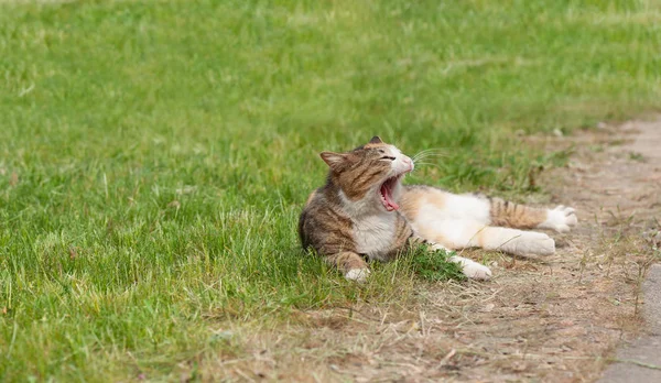 Lazy Cat Yawns Laying Green Grass — Stock Photo, Image