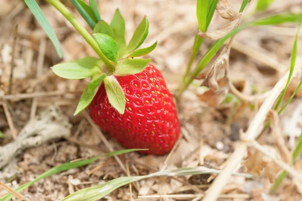 Close Strawberry Grows Garden — Stock Photo, Image