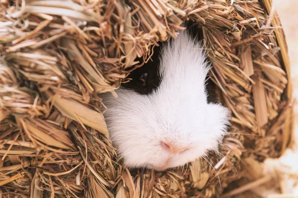 Little cute guinea pig sleep in hay house