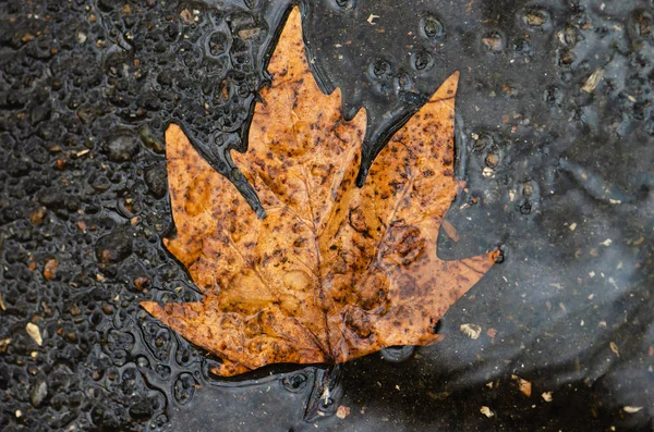 Fallen Leaf Lie Wet Asphalt Autumn — Stock Photo, Image