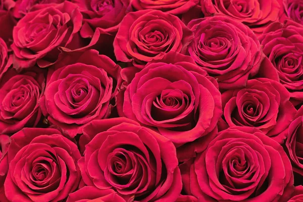 新鲜的红玫瑰 特写镜头 — 图库照片
