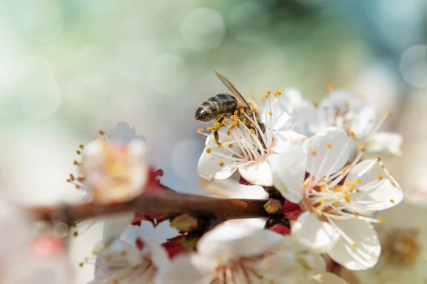 Honigbiene sammelt Pollen von einer Kirschbaumblüte — Stockfoto