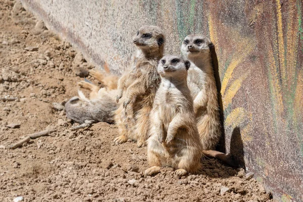 Piękne małe surykatki w zoo Aviary. — Zdjęcie stockowe