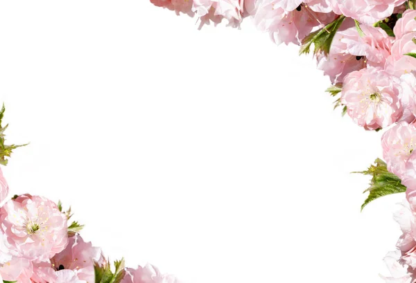 Розовый цветок рамка изолированы на белом фоне — стоковое фото