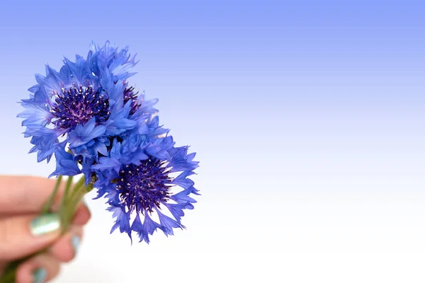 Main femelle tenir des fleurs bleues sur fond dégradé bleu — Photo