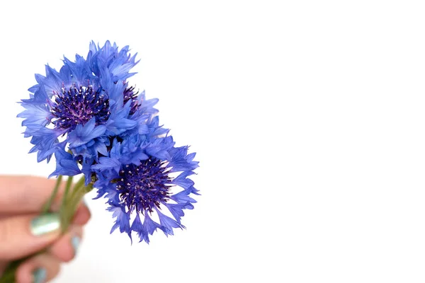 Main femelle tenir des fleurs bleues sur fond blanc — Photo