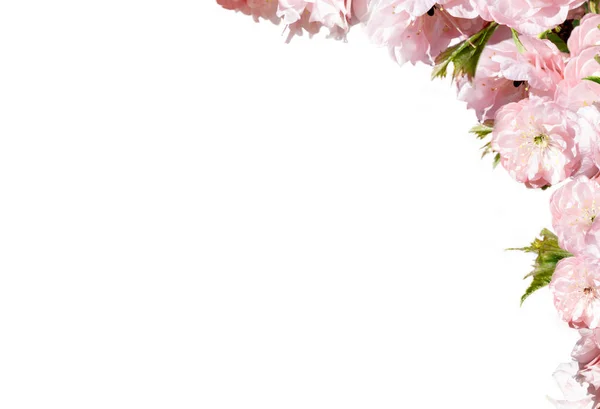 Różowy kwiat ramka na białym tle — Zdjęcie stockowe