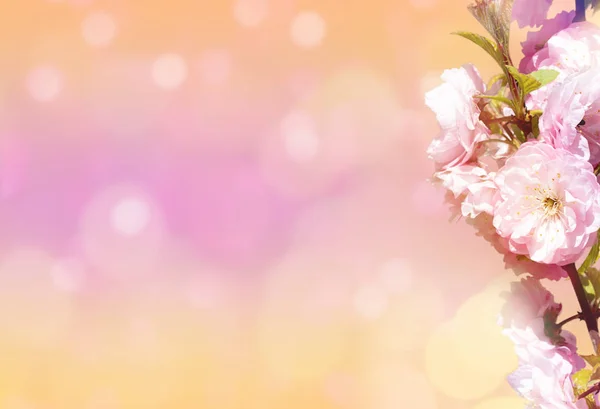 Весенний природный фон с басом, лепестком и боке на розовом фоне. Концепция Springtime — стоковое фото