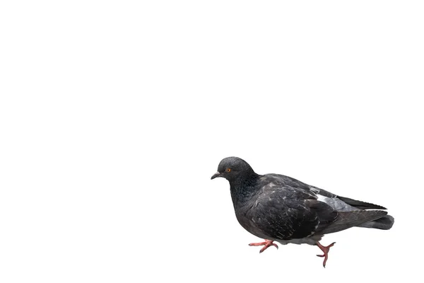 Pombo cinzento sombrio isolado sobre fundo branco — Fotografia de Stock