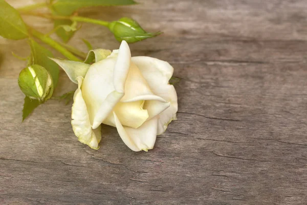 Piękny róża biały na tle drewniane — Zdjęcie stockowe
