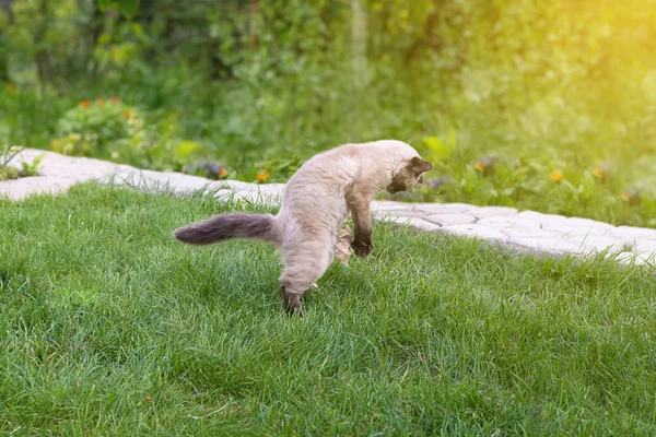 Cute kitten gry z papieru na zielonej trawie — Zdjęcie stockowe