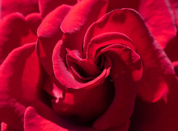 クローズアップ赤いバラの花、愛のコンセプト. — ストック写真