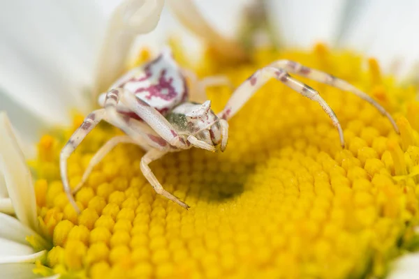 Bílý krabí pavouk na bílé květině, zblízka. Misumena vatia. — Stock fotografie