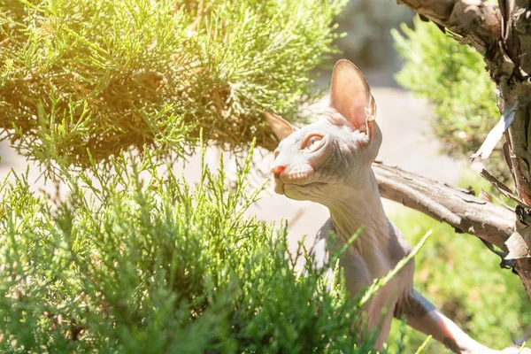 Portret kota Sfinks bez włosów w ogrodzie — Zdjęcie stockowe