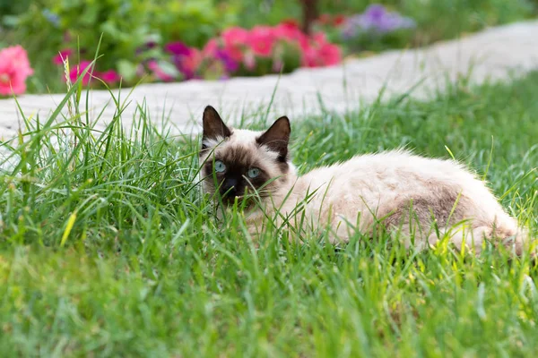 Cute kitten z niebieskimi oczami siedzi w zielonej trawie — Zdjęcie stockowe