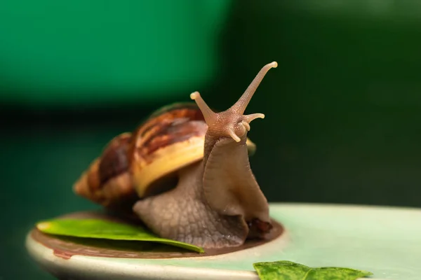 Grand escargot Achatina sur un fond sombre . — Photo