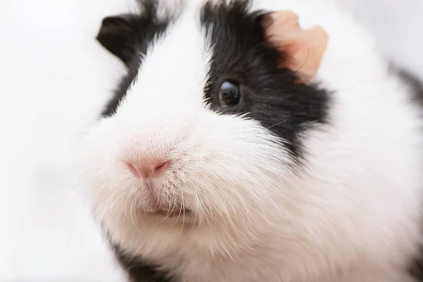 Conejillo de indias blanco y negro de cerca . —  Fotos de Stock