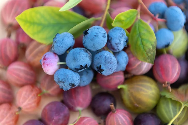 Mirtilli raccolti freschi con uva spina da vicino . — Foto Stock