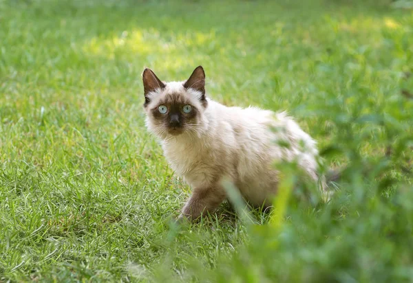 Cute kitten z niebieskimi oczami siedzi w zielonej trawie — Zdjęcie stockowe