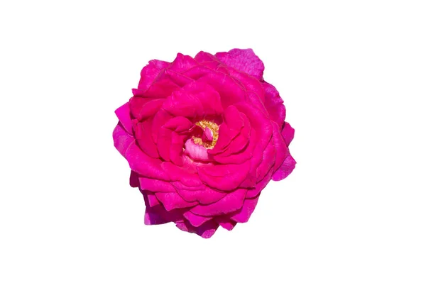 Rose rose fleur isolée sur fond blanc — Photo