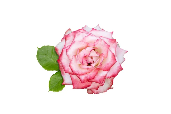 Rosa Rose Blume isoliert auf weißem Hintergrund — Stockfoto