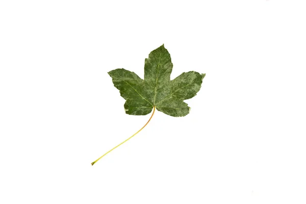 Зелений впав лист ізольований на білому тлі — стокове фото