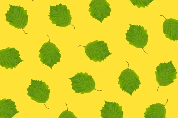 Padrão da folha de avelã crua no fundo amarelo — Fotografia de Stock