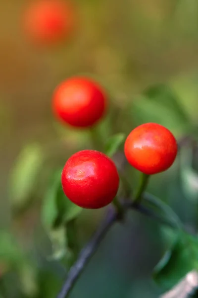 Round red hot peppers grows in the garden — Stock Photo, Image