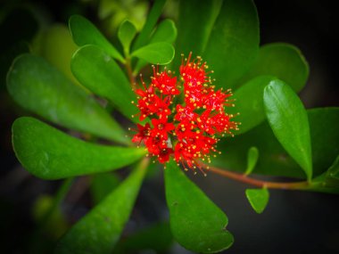 Bulanık düşük anahtar ile gürültü kırmızı çiçek spike ya da Oxymora coccinea