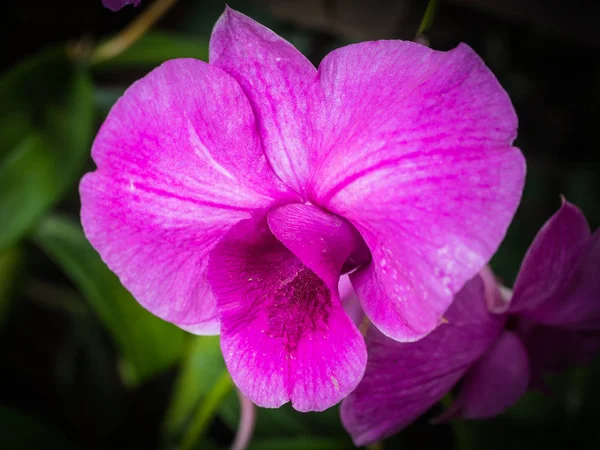 Niski Klucz Zdjęcie Vanda Orchidea Orchidea Fiołek — Zdjęcie stockowe