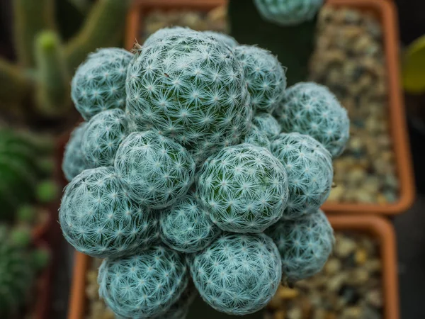 Fondo Hermoso Belleza Flor Floración Flor Desenfoque Cubo Cactus Cactus —  Fotos de Stock