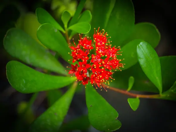 Bulanık düşük anahtar ile gürültü kırmızı çiçek spike ya da Oxymora coccinea