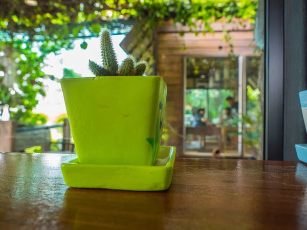 Yakın yukarı Cactus metal kova ve bulanıklık arka plan