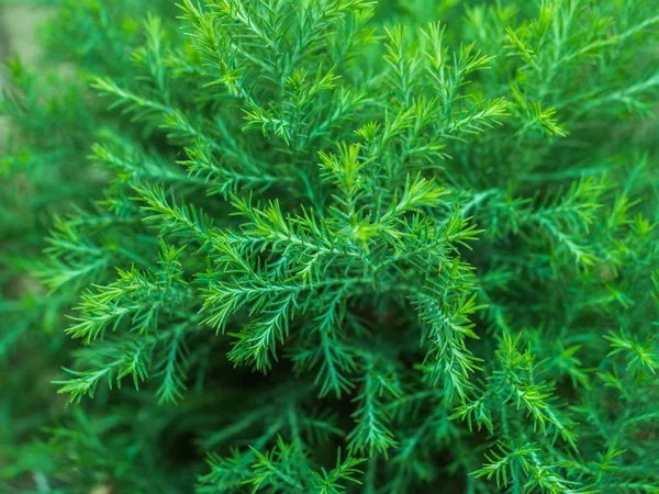 Abstract Green Bokeh Nature Background Pine Leaf — Stock Photo, Image