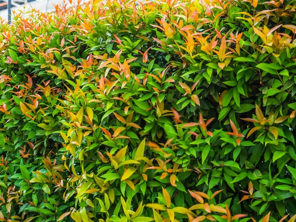 Beautiful Bush Two Color Leaves Skytrain Railway Background City — Stock Photo, Image