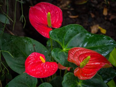 Güzel Anthurium veya flamingo çiçeği çiçek Bahçe, düşük anahtar