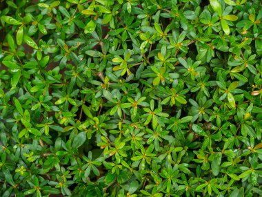 Cüce çam arka plan için yeşil yaprakları