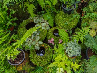 Bir küçük yosun çevresinde Jar için bahçede
