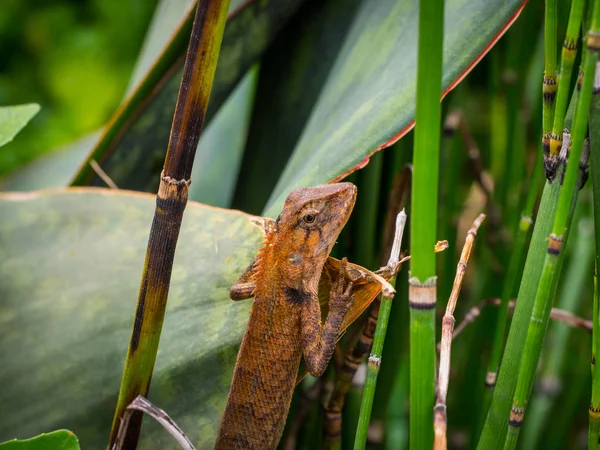 Kertenkele alarak güneşlenmek, bukalemun güneşlenmek bulanıklık doğa arka plan ile sabah.