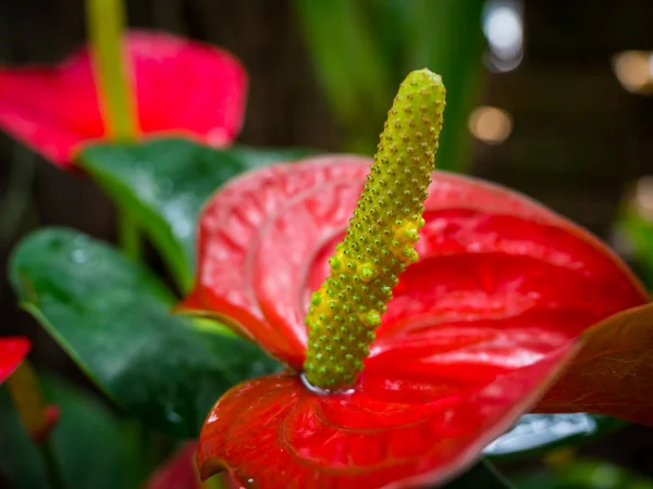 Piękny Kwiat Anthurium Lub Flamingo Kwiat Ogrodzie — Zdjęcie stockowe