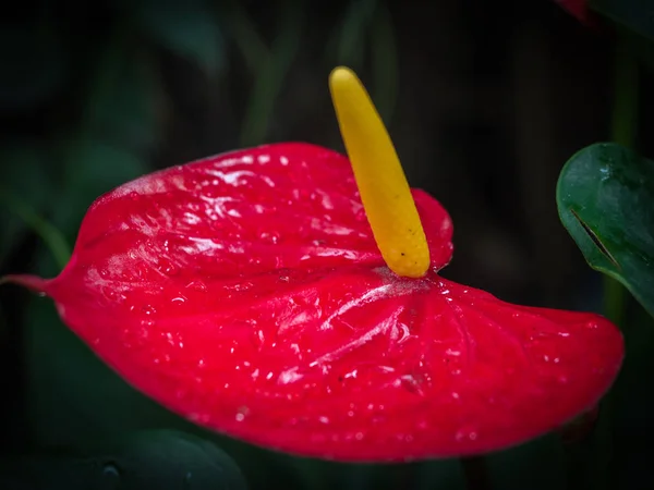 美丽的红掌或火烈鸟花盛开在花园 — 图库照片