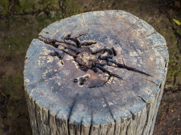 Bahçede oturan için ağaç kütüğü