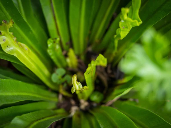 Hojas Verdes Jardín Primavera Cerca — Foto de Stock